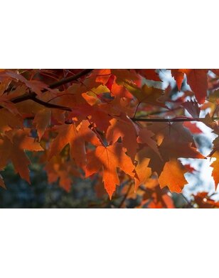 Esdoorn | Acer freemanii Autumn Blaze