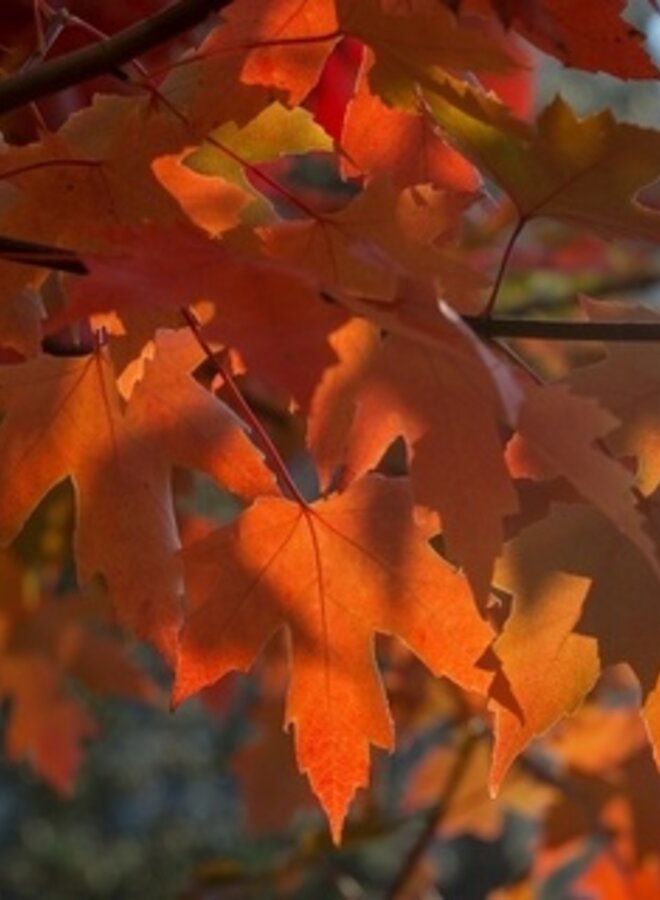 Esdoorn | Acer freemanii Autumn Blaze