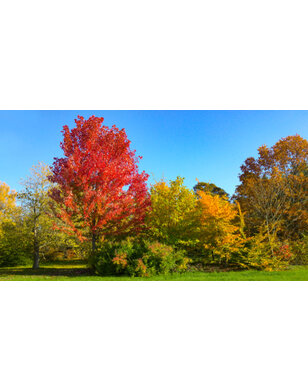 Esdoorn | Acer freemanii Autumn Blaze