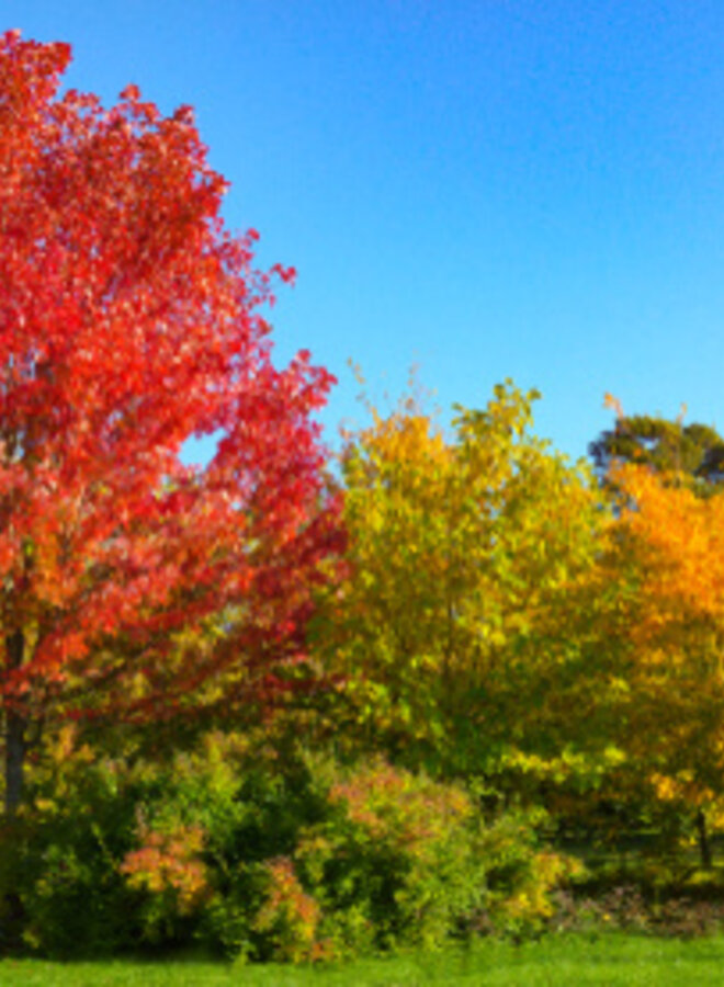 Esdoorn | Acer freemanii Autumn Blaze