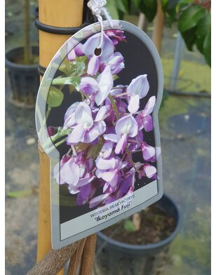 Blauwe regen | Wisteria flor. Ikoyama Fuji