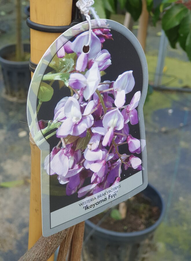 Blauwe regen | Wisteria flor. Ikoyama Fuji