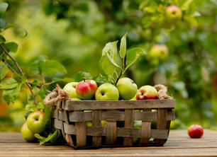 Vind de beste appelboom voor jouw tuin!