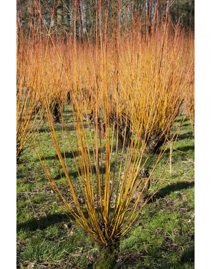 Gele wilg |  Salix alba Chermesina