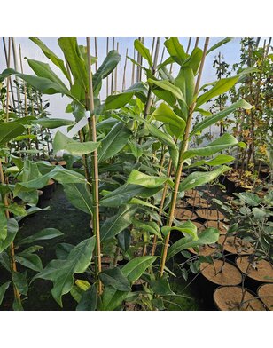 Wintergroene Magnolia grandiflora Galissoniere - boom