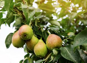 Welke perenboom moet ik kiezen? Onze tips!