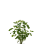 Rode bes | Ribes rubrum Jonkheer van Tets
