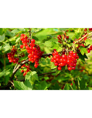 Rode bes | Ribes rubrum Augustus