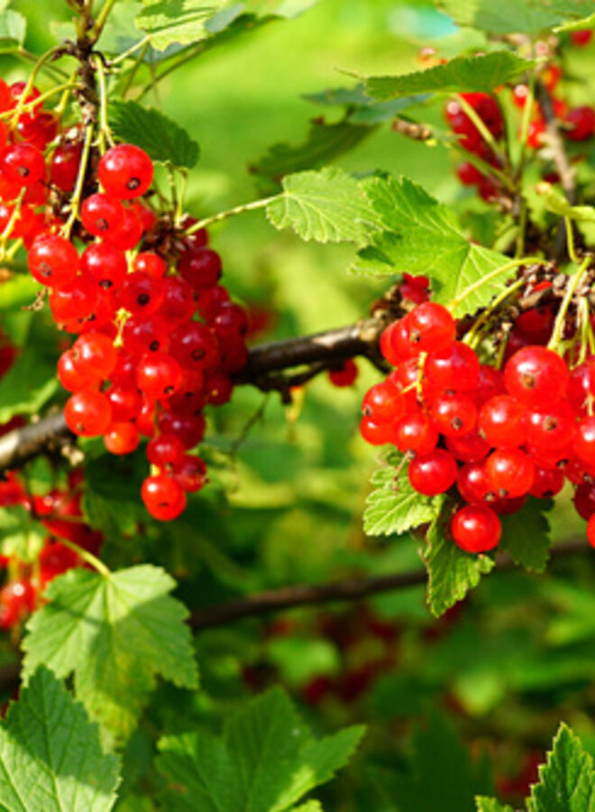 Rode bes | Ribes rubrum Augustus