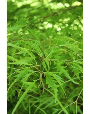 Varenbeuk | Fagus sylvatica Asplenifolia