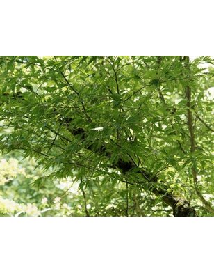 Varenbeuk | Fagus sylvatica Asplenifolia