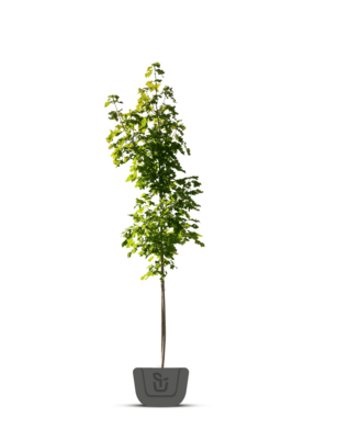 Esdoorn  | Acer rubrum Summer Red