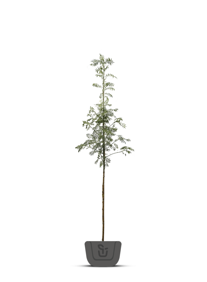 Rode acacia | Robinia marg. Casque Rouge