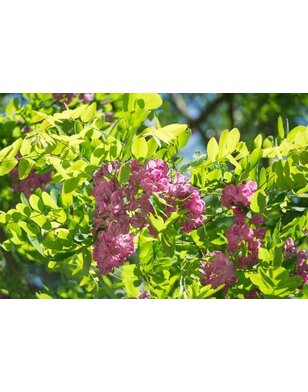 Rode acacia | Robinia margaretta Casque Rouge