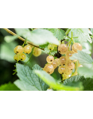 Witte bes | Ribes rubrum Zitavia