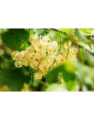 Witte bes | Ribes rubrum Witte Parel