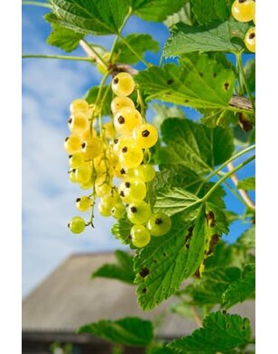 Witte bes | Ribes rubrum Witte Hollander