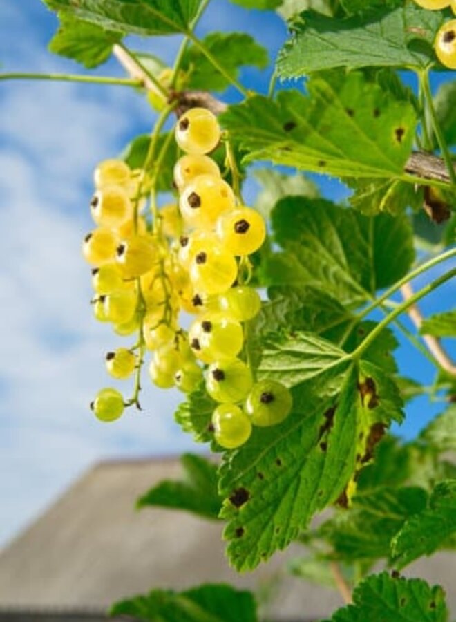 Witte bes | Ribes rubrum Witte Hollander