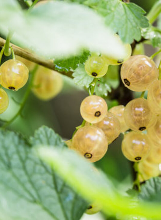 Witte bes | Ribes rubrum Werdavia