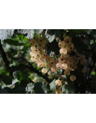 Witte bes | Ribes rubrum Blanka