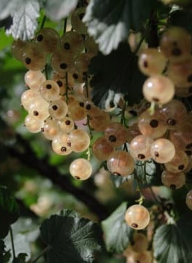 Witte bes | Ribes rubrum Blanka