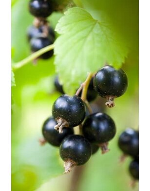 Zwarte bes | Ribes nigrum Tsema