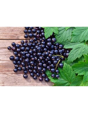 Zwarte bes | Ribes nigrum Tenah