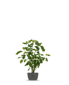 Rode kruisbes | Ribes uva-crispa Hinnonmaki Röd