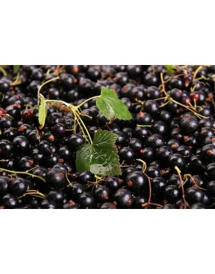 Zwarte bes | Ribes nigrum Ben Sarek