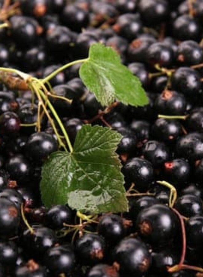 Zwarte bes | Ribes nigrum Ben Sarek