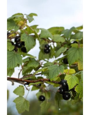Zwarte bes | Ribes nigrum Silvergieters Zwarte