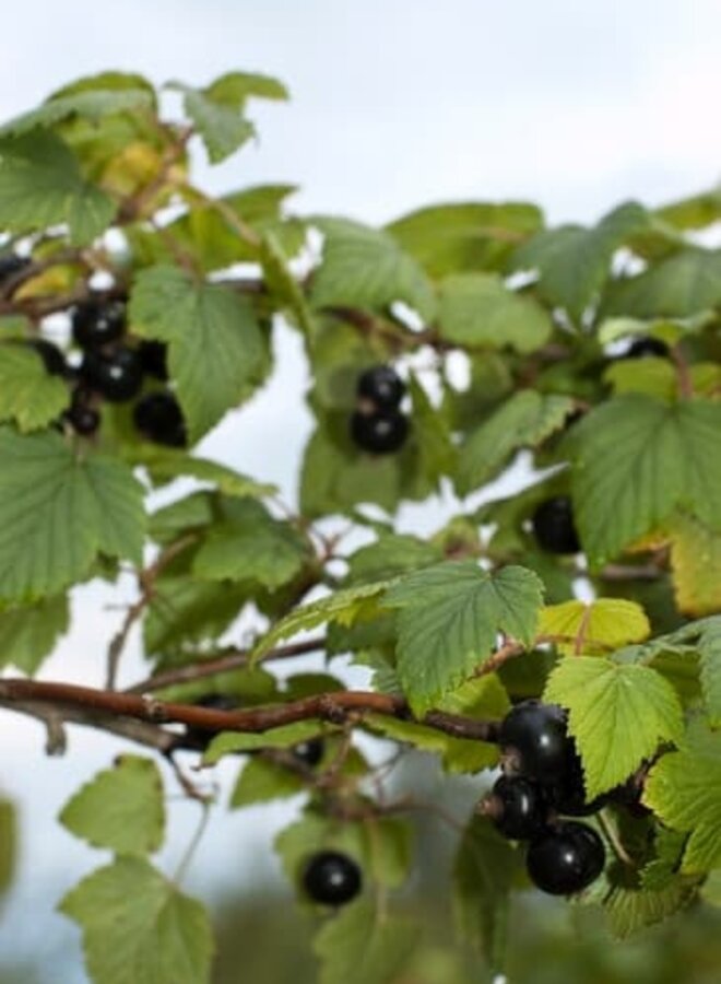 Zwarte bes | Ribes nigrum Silvergieters Zwarte