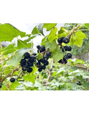 Zwarte bes | Ribes nigrum Black Reward