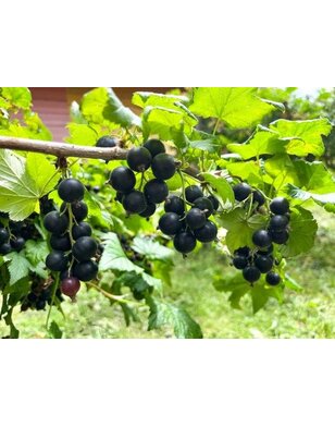 Zwarte bes | Ribes nigrum Ojebyn