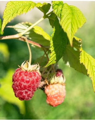 Zomerframboos | Rubus idaeus Glen Ample