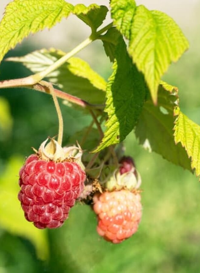 Zomerframboos | Rubus idaeus Glen Ample