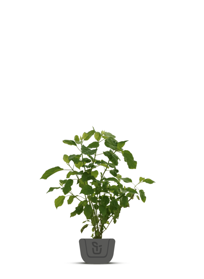 Braam | Rubus fructicosus Navaho