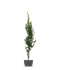 Goudiep | Ulmus hol. Wredei