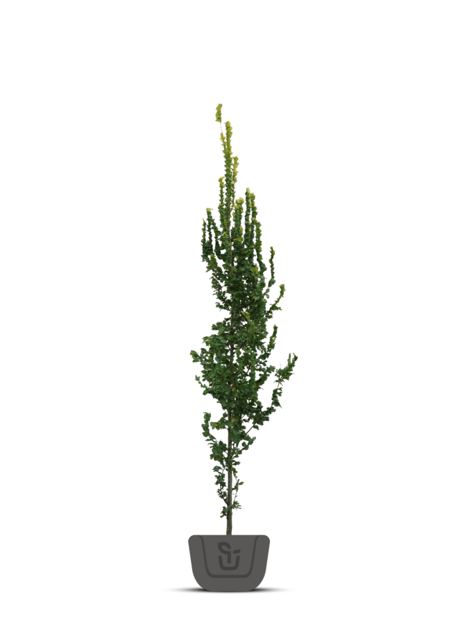 Goudiep | Ulmus hol. Wredei