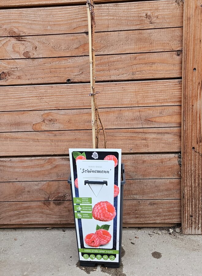 Zomerframboos | Rubus idaeus Schönemann