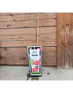 Zomerframboos | Rubus idaeus Malling Promise
