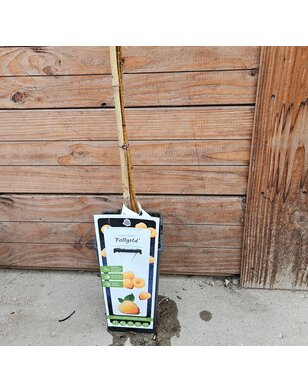 Gele framboos | Rubus idaeus Fallgold