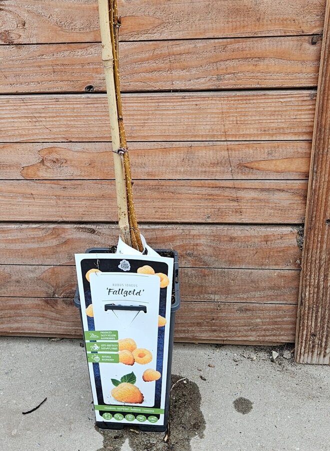 Gele framboos | Rubus idaeus Fallgold