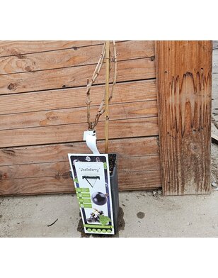 Jostabes | Ribes Jostaberry