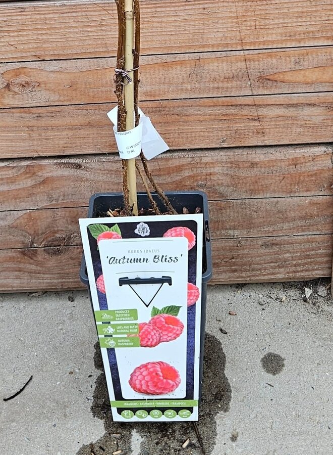 Herfstframboos | Rubus idaeus Autumn Bliss