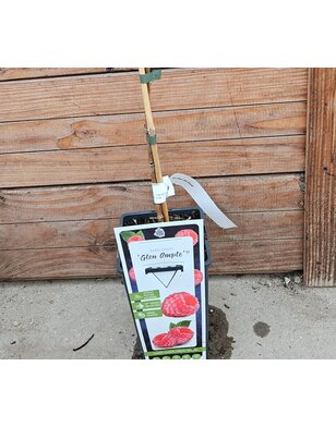 Zomerframboos | Rubus idaeus Glen Ample