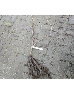 Zwarte bes | Ribes nigrum Ben Nevis