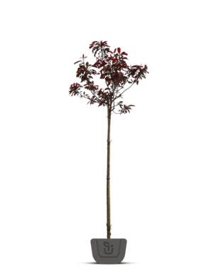 Physocarpus opulif. Diable d'Or | Blaasspirea op stam