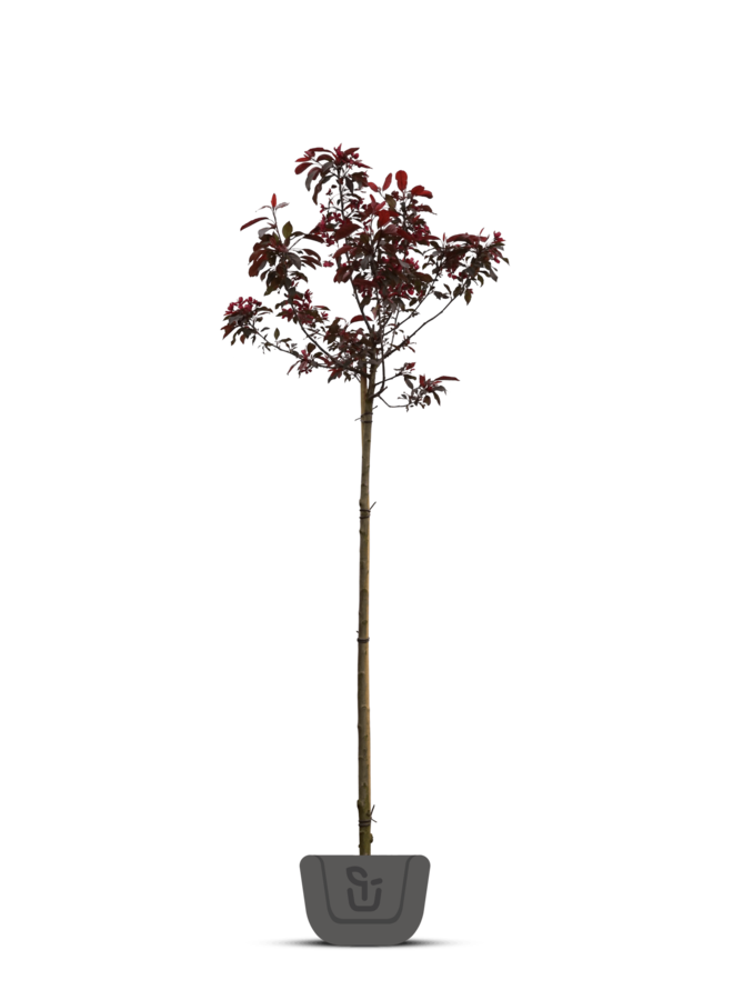 Physocarpus opulif. Diable d'Or | Blaasspirea