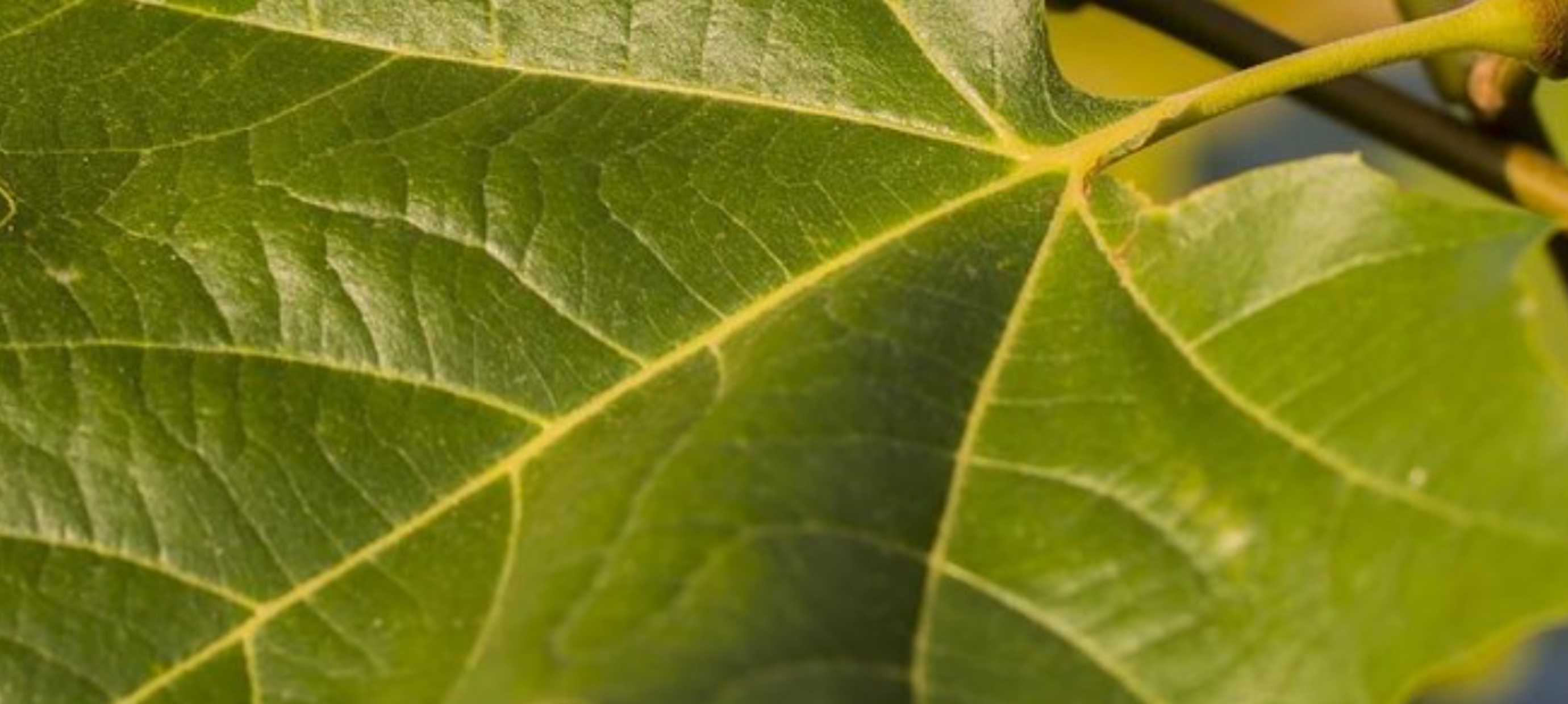 Waarom onze plataanbomen een plekje verdienen in jouw tuin!